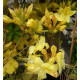 Atsalea 'Anneke' (Rhododendron luteum 'Anneke') 