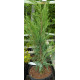 Kalliovuortenkataja 'Blue Arrow' (Juniperus scopulorum 'Blue Arrow')