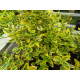 Suikerosorvarinpensas 'Emerald'n Gold' (Euonymus fortunei 'Emerald'n Gold')