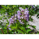 Kentuckynsinisade ’Blue Moon’ (Wisteria macrostachya ’Blue Moon’)
