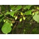 Kiinanlaikkuköynnös 'Dr. Szymanowski' (Actinidia kolomikta 'Dr. Szymanowski')
