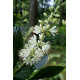 Valkokletra 'Hummingbird' (Clethra alnifolia 'Hummingbird')