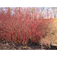 Korallikanukka 'Baton Rouge' (Cornus alba ‘Baton Rouge’)