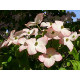 Liljakanukka 'Satomi' (Cornus kousa var. Chinensis)