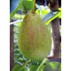 Päärynäpuu 'Devoe' (Pyrus communis)