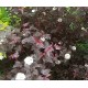 Purppuraheisiangervo 'Diabolo' (Physocarpus opulifolius 'Diabolo') 