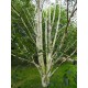 Himalajankoivu  ’Doorenbos’ (Betula utilis  ssp. jacquemontii 'Doorenbos')