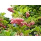 Kellopensas ‘Red Bells’ (Enkianthus campanulatus 'Red Bells')