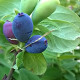 Marjasinikuusama ’Bakcharsky velikan’ (Lonicera caerulea var. Kamtschatica ’Bakcharsky velikan’)