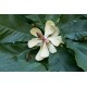 Hopeamagnolia (Magnolia obovata)