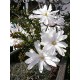 Tähtimagnolia (Magnolia stellata)