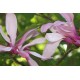 Magnolia ’Betty’ (Magnolia liliiflora ‘Betty’)