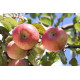 Omenapuu 'Juuso' (Malus domestica 'Juuso')