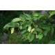 Euroopanhumalapyökki (Ostrya carpinifolia)