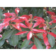 Japaninkellovaivero ’Mountain Fire’ (Pieris japonica 'Mountain Fire') 