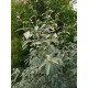 Hopeapensas 'Quicksilver' (Elaeagnus 'Quicksilver')