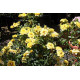 Peittoruusu ’Golden Sun' (Rosa polyantha ‘Golden Sun’)