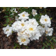 Peittoruusu ’White Cover (Rosa hybrida White Cover 'Poulcov' tm)