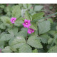 Jalomaarain 'Sofia' (Rubus arcticus subsp. arcticus x R.a subsp. stellatus 'Sofia')