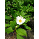 Japaninkesäkamelia (Stewartia pseudocamellia)