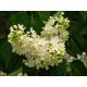 Pihasyreeni 'Primrose’ (Syringa vulgaris ’Primrose’)