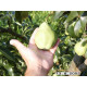 Päärynäpuu 'Tohtorin päärynä' (Pyrus communis)