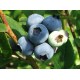 Pensasmustikka 'Duke' (Vaccinium corymbosum 'Duke')