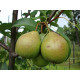Päärynäpuu 'Vekovaja' (Pyrus communis)