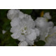 Japaninatsalea 'Schneeperle’ (Rhododendron obtusum 'Schneeperle 'Hachschnee'®)