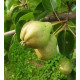 Päärynäpuu 'Karamelnaja' (Pyrus communis)