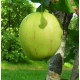 Omenapuu 'Konfetnoje' (Malus domestica 'Konfetnoje')