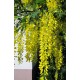 Riippakultasade (Laburnum alpinum ’Pendulum’)