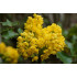 Mahonia (Mahonia aquifolium)