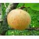 Omenapuu 'Martsipan' (Malus domestica 'Martsipan')