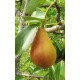Päärynäpuu 'Moskovskaja' (Pyrus communis)
