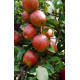 Omenapuu 'Lavia' (Malus domestica 'Lavia')