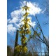 Komeaonnenpensas (Forsythia x intermedia)
