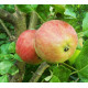 Omenapuu 'Orlik' (Malus domestica 'Orlik')