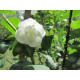 Pihajasmike (Philadelphus coronarius) ‘Apollo‘