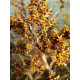 Tyrni 'K+' (Hippophae rhamnoides 'K+') 