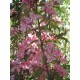 Purppuraomenapuu 'Polkagris' (Malus ’Polkagris’)