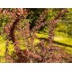 Purppurahappomarja (Berberis thunbergii ’Atropurpurea’) 