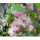 Ruusumanteli (Prunus triloba)