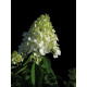 Syyshortensia 'Tardiva' (Hydrangea paniculata)