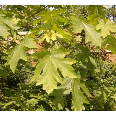 Oregoninvaahtera (Acer macrophyllum) Oregoninvaahtera (Acer macrophyllum)