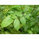 Jalopähkinähybridi 'NG23' (Juglans Intermedia-Hybrid NG23 Lataule F1 France)