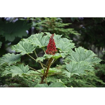 Pirunnuija (Oplopanax horridus) Pirunnuija (Oplopanax horridus)