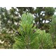 Puualppimänty (Pinus mugo subsp. uncinata)