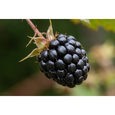 Karhunvadelma 'Sonja' (Rubus alleghaniensis 'Sonja') Karhunvadelma 'Sonja' (Rubus alleghaniensis 'Sonja')
