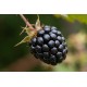 Karhunvadelma 'Sonja' (Rubus alleghaniensis 'Sonja')
